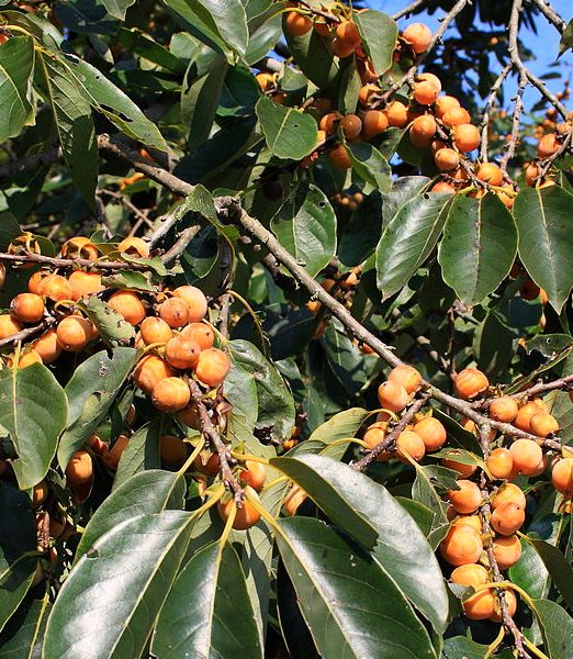 Diospyros lotus